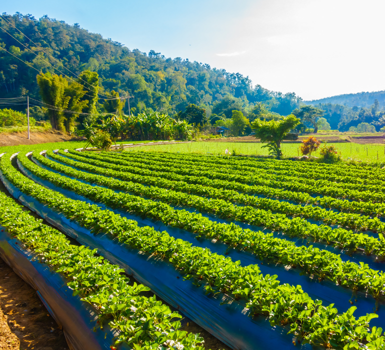 Farm Lands in Hyderabad